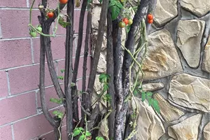 6914 Andasol Ave, Lake Balboa, CA 91406 - Photo 4