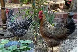 17713 Valley Trail, Lake Hughes, CA 93532 - Photo 26