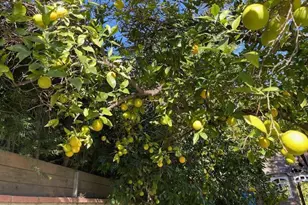 12619 Tiara St, Valley Village, CA 91607 - Photo 30