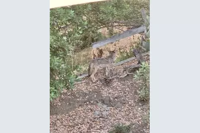 11944 Briarvale Lane, Studio City, CA 91604 - Photo 36