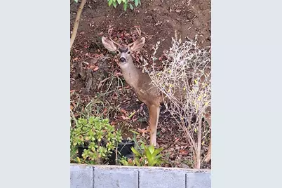 11944 Briarvale Lane, Studio City, CA 91604 - Photo 38