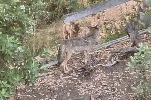 11944 Briarvale Ln, Studio City, CA 91604 - Photo 36