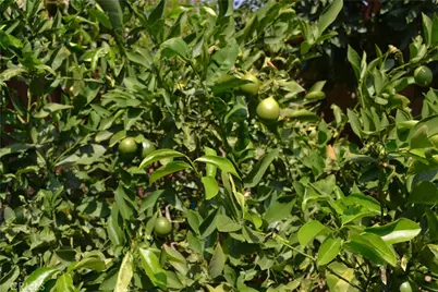 415 S Grandin Avenue, Azusa, CA 91702 - Photo 32