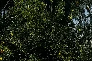 9667 Hillheaven Ave, Tujunga, CA 91042 - Photo 1