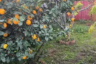 1335 N Niagara St, Burbank, CA 91505 - Photo 22