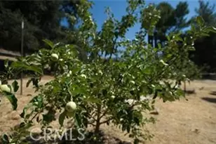 12145 Twin Springs Rd, Descanso, CA 91916 - Photo 12