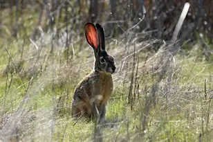 2041 Symonds, Pine Mountain Club, CA 93222 - Photo 60