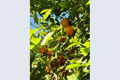 5517 Woodman Ave., Sherman Oaks, CA 91401 - Photo 18