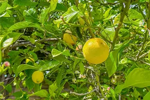 8371 Capistrano Ave, West Hills, CA 91304 - Photo 40