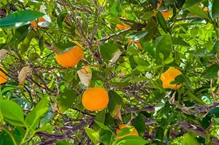 8371 Capistrano Ave, West Hills, CA 91304 - Photo 42