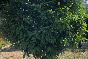 26032 Seaforthia Palm Dr, Homeland, CA 92548 - Photo 8