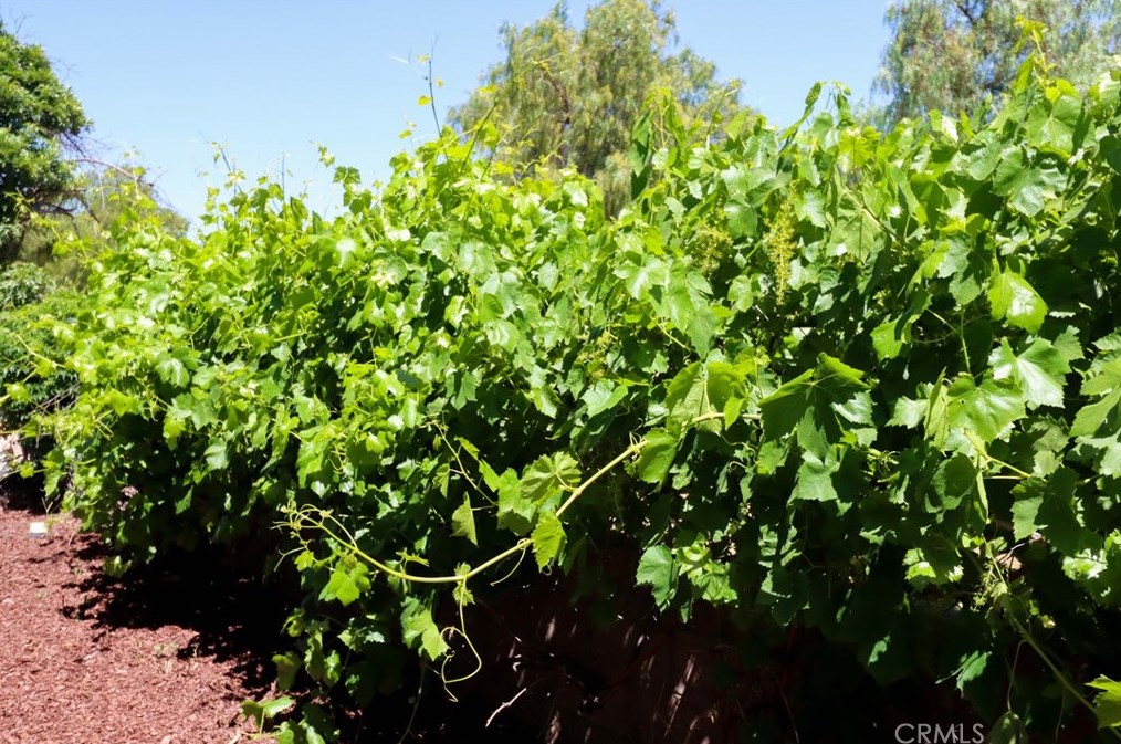 41900 Ivy St, Murrieta CA  92562-9270 exterior