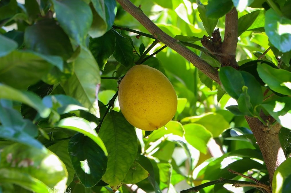 41900 Ivy St, Murrieta CA  92562-9270 exterior