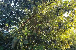 43520 Calle Colina, Temecula, CA 92590 - Photo 8