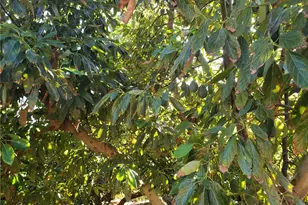 43520 Calle Colina, Temecula, CA 92590 - Photo 6