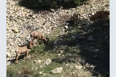 9112 Torrey Pines Road, Forest Falls, CA 92339 - Photo 24