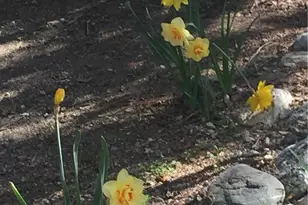 9112 Torrey Pines Rd, Forest Falls, CA 92339 - Photo 22