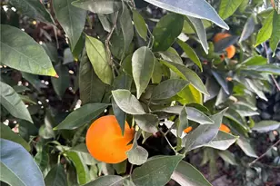 22700 Cascade Dr, Canyon Lake, CA 92587 - Photo 26