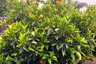 31768 Via Verde, Lake Elsinore, CA 92530 - Photo 24