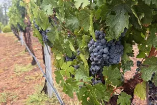 39547 Calle Cabernet, Temecula, CA 92591 - Photo 70