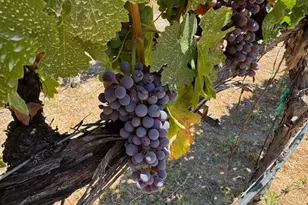 39547 Calle Cabernet, Temecula, CA 92591 - Photo 68