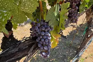 39547 Calle Cabernet, Temecula, CA 92591 - Photo 68