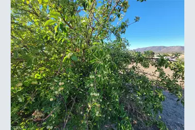 59120 Coyote Canyon Road, Anza, CA 92539 - Photo 50