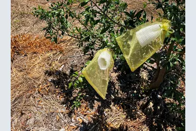 2 Via Vaquero, Temecula, CA 92590 - Photo 10