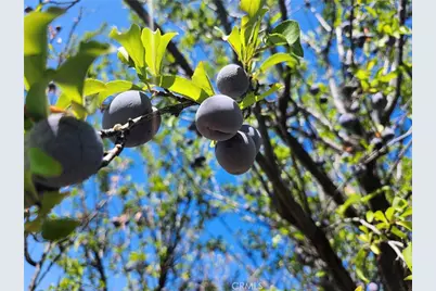 38855 Howard Road, Anza, CA 92539 - Photo 12