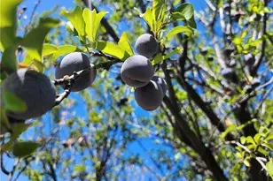 38855 Howard Rd, Anza, CA 92539 - Photo 12