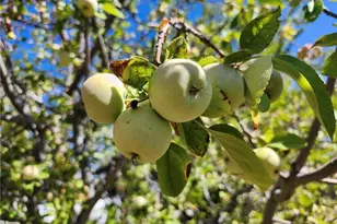 38855 Howard Rd, Anza, CA 92539 - Photo 14