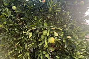 42751 E Florida Ave, Hemet, CA 92544 - Photo 26