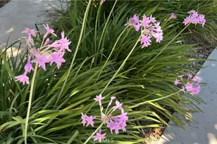 21457 Pecan, Wildomar, CA 92595 - Photo 56