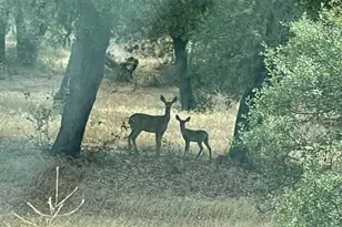 42125 Calle Paramo, Murrieta, CA 92562 - Photo 8