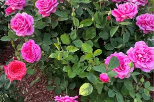 40083 Corte Lorca, Murrieta, CA 92562 - Photo 52