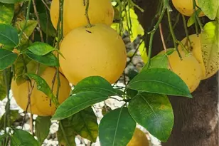 26573 Braddock Rd, Menifee, CA 92586 - Photo 24