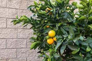 30230 De Portola Rd, Temecula, CA 92592 - Photo 60