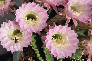 57745 Bailey, Anza, CA 92539 - Photo 54