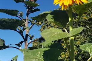 57745 Bailey, Anza, CA 92539 - Photo 50