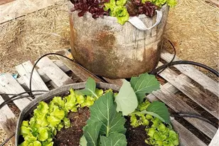 57745 Bailey, Anza, CA 92539 - Photo 48