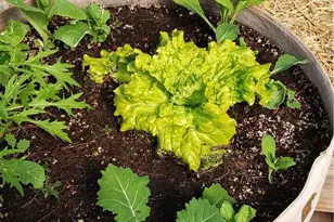 57745 Bailey, Anza, CA 92539 - Photo 48