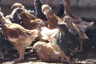 57745 Bailey, Anza, CA 92539 - Photo 50