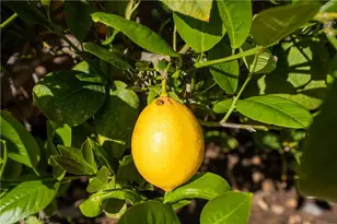 29217 Desert Hills Rd, Menifee, CA 92586 - Photo 42