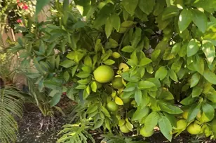 3230 E Drycreek, West Covina, CA 91791 - Photo 46