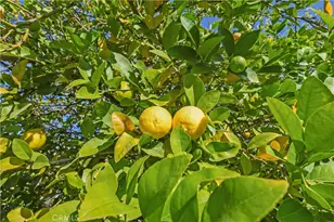 31656 Haute Ct, Winchester, CA 92596 - Photo 34