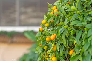 27665 Bottle Brush Way, Murrieta, CA 92562 - Photo 42