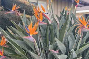 6849 Whitman Dr, Buena Park, CA 90620 - Photo 38