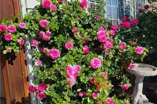 38195 Via Taffia, Murrieta, CA 92563 - Photo 44