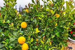 24600 Mountain Ave, Hemet, CA 92544 - Photo 26