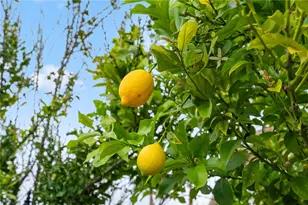 23376 Caliente Springs Ave, Murrieta, CA 92562 - Photo 48